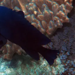 Black Damsel, photo 6