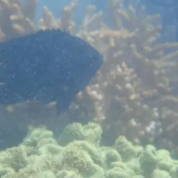 Black Damsel, photo 7