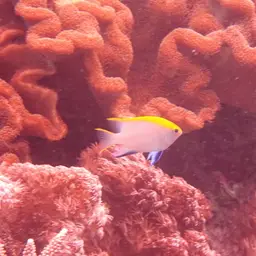 Black Damsel, photo 8