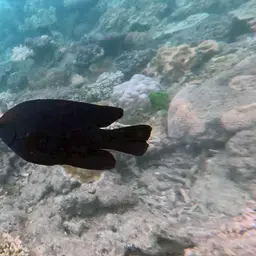 Black Damsel, photo 11