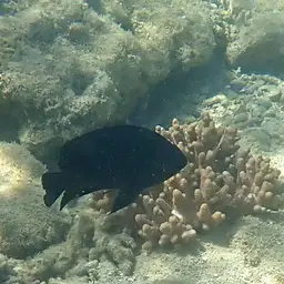 Black Damsel, photo 12
