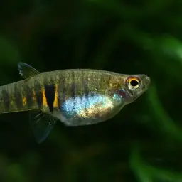 Orange dwarf toothcarp