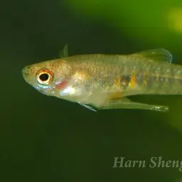 Orange dwarf toothcarp, photo 2