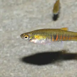 Orange dwarf toothcarp, photo 3