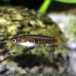 Orange dwarf toothcarp, photo 4