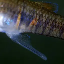 Orange dwarf toothcarp, photo 5