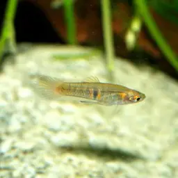 Orange dwarf toothcarp, photo 6