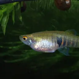 Orange dwarf toothcarp, photo 7