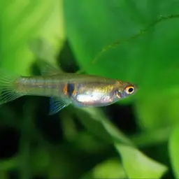 Orange dwarf toothcarp, photo 8