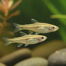 Orange dwarf toothcarp, photo 9