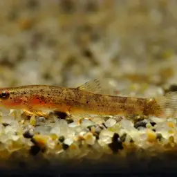 Lizard Loach, photo 1