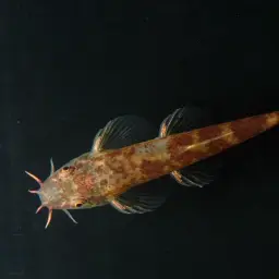Lizard Loach, photo 2