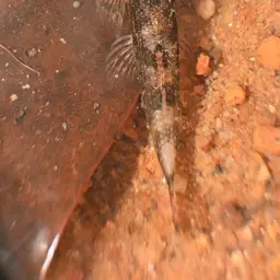 Lizard Loach, photo 5
