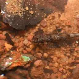 Lizard Loach, photo 6