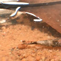 Lizard Loach, photo 7