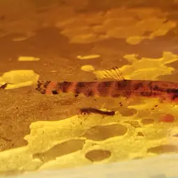 Lizard Loach, photo 8