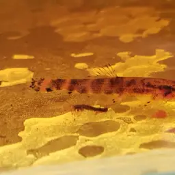 Lizard Loach, photo 9