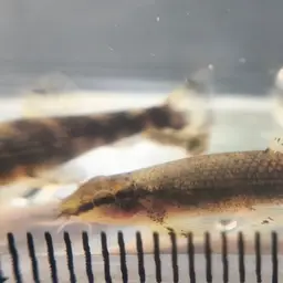 Lizard Loach, photo 10