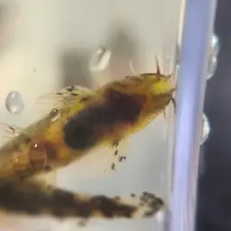 Lizard Loach, photo 11