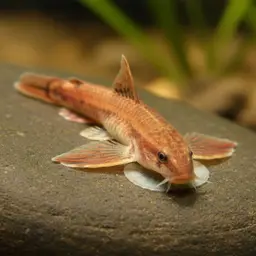 Lizard Loach, photo 12