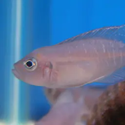 Shell-dwelling Cichlid, photo 1