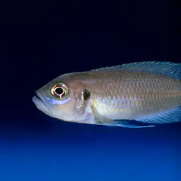 Shell-dwelling Cichlid, photo 2