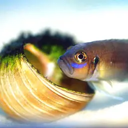 Shell-dwelling Cichlid, photo 3