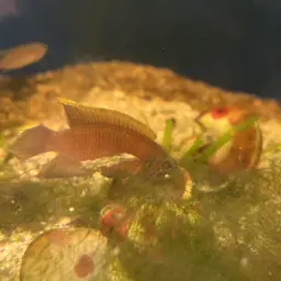 Shell-dwelling Cichlid, photo 5