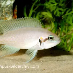 Fairy Cichlid, photo 2