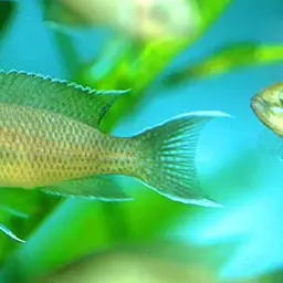 Fairy Cichlid, photo 3