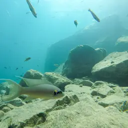 Fairy Cichlid, photo 5