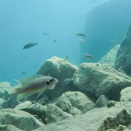 Fairy Cichlid, photo 6