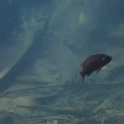 Fairy Cichlid, photo 7