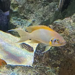 Fairy Cichlid, photo 8