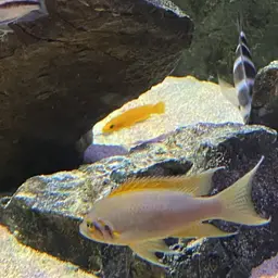 Fairy Cichlid, photo 10