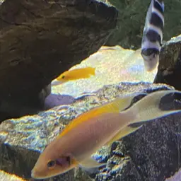 Fairy Cichlid, photo 11