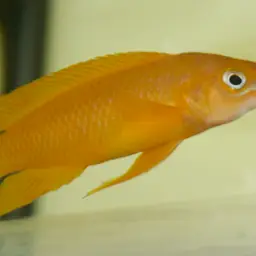 Lemon Cichlid, photo 1