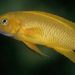 Lemon Cichlid, photo 2