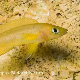 Lemon Cichlid, photo 3