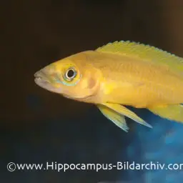 Lemon Cichlid, photo 4
