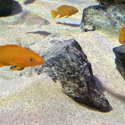 Lemon Cichlid, photo 5