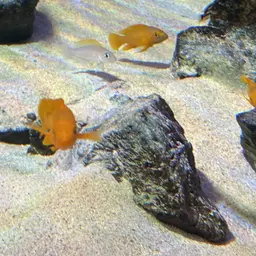 Lemon Cichlid, photo 6