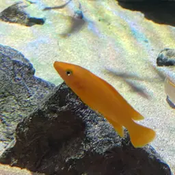 Lemon Cichlid, photo 7