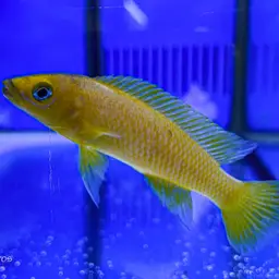 Lemon Cichlid, photo 8