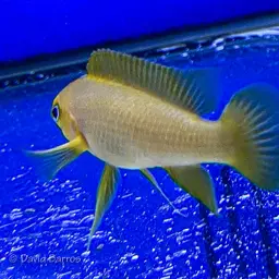 Lemon Cichlid, photo 9