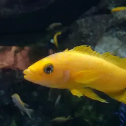 Lemon Cichlid, photo 10