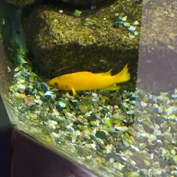 Lemon Cichlid, photo 11