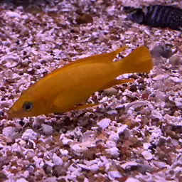 Lemon Cichlid, photo 12