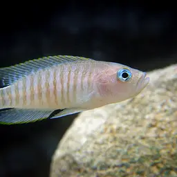 Multifasciatus, photo 1