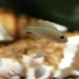 Multifasciatus, photo 2